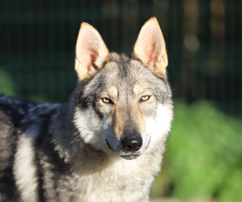 Tala naya De la combe noire