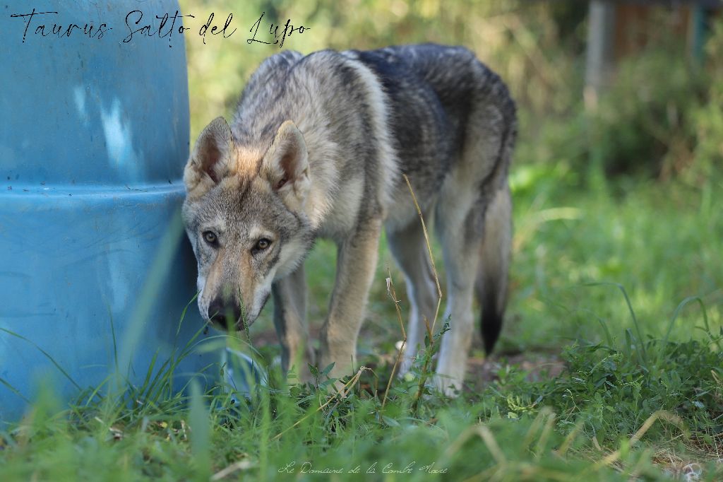 Taurus tsu tey ii salto del lupo