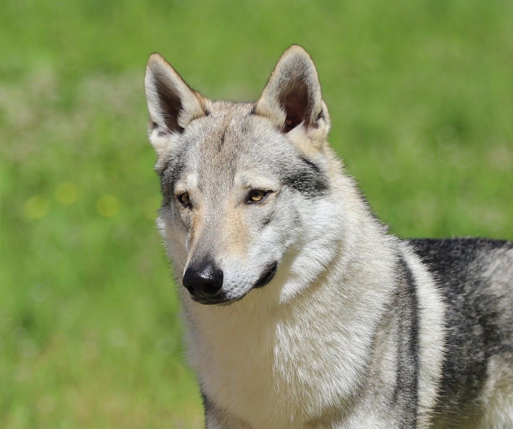 CH. Blue ice lupin del basileus