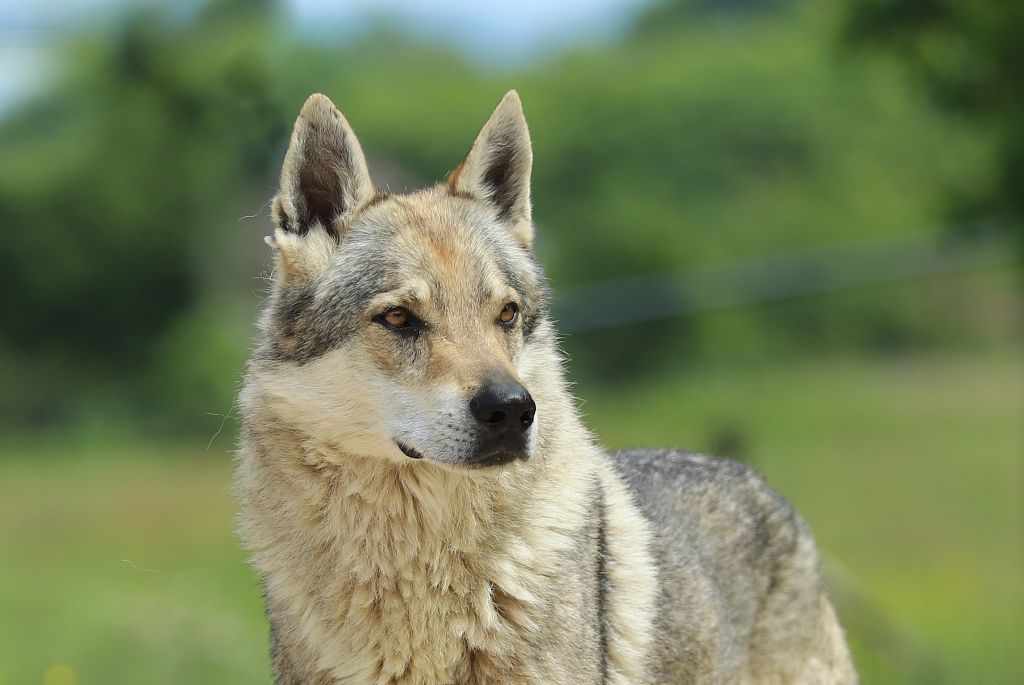 CH. Nero De la combe noire