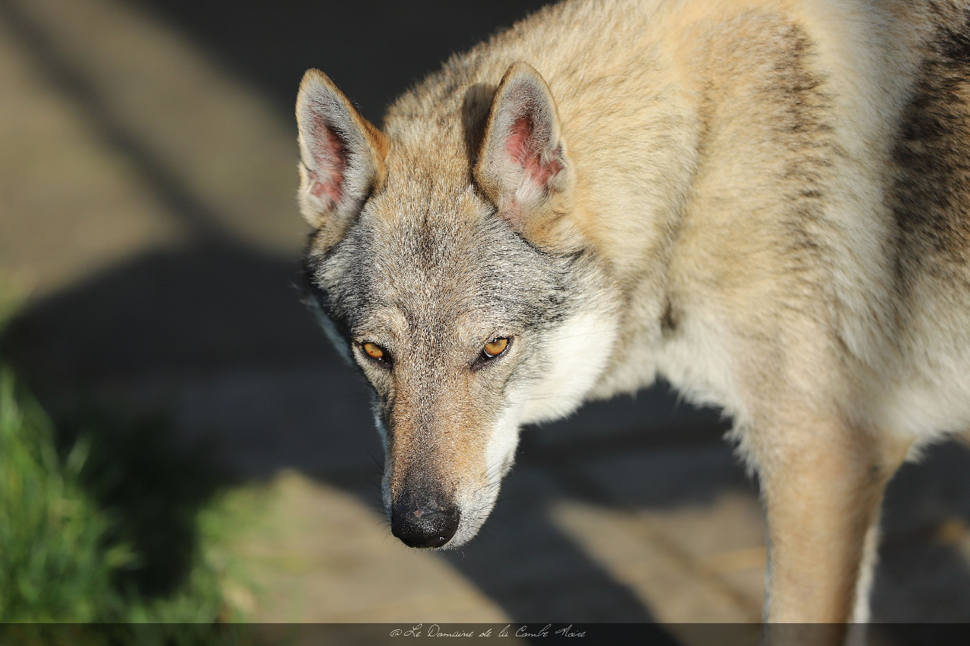 CH. TAHA AKI De la combe noire