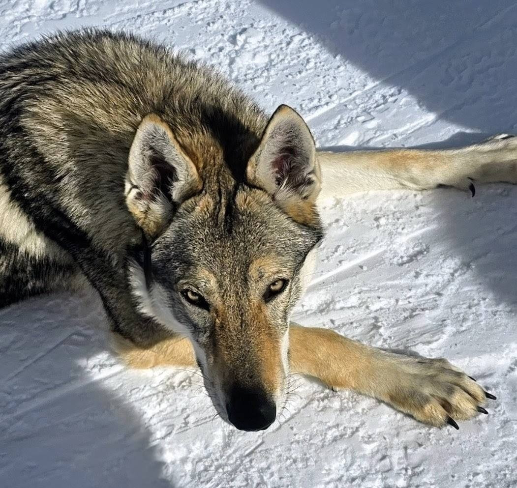 Arumai salto del lupo